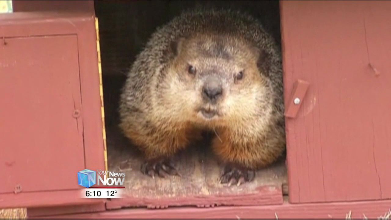 How the groundhog started forecasting the weather 1.jpg